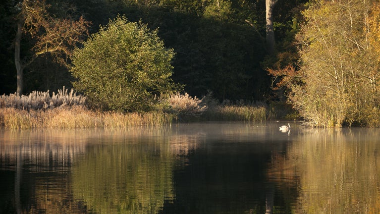 Swan swimming on a lake with autumnal trees on the banks
